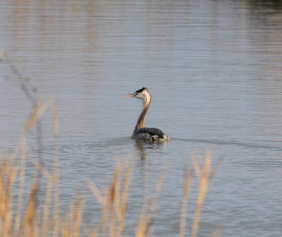 Great Crested Grebe (Podiceps cristatus)