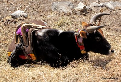 Dzopkio (cow-yak cross)