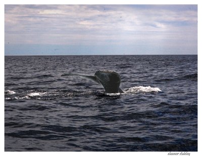 Obrien's Tours, Newfoundland