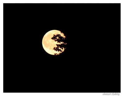 Full Moon, Westmount Park