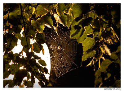 Spider Web, Westmount Park