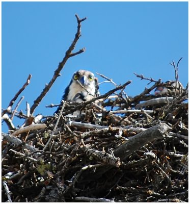 Mother Ostrey, Bow Valley Parkway, Alberta
