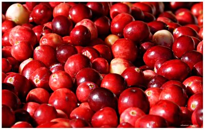 A Field of Cranberries, Jean Talon March