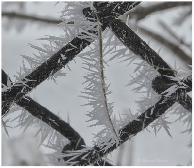 Frosted Fence