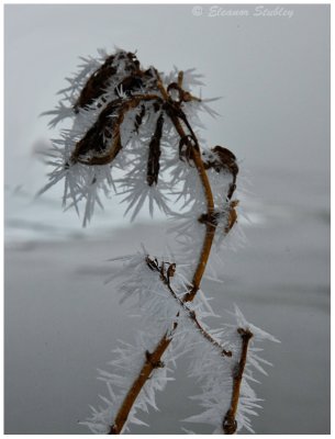 Crystalline Flowers