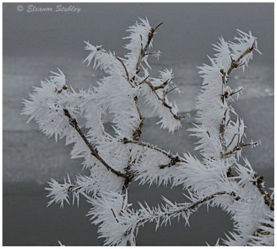 Frosted Twigg