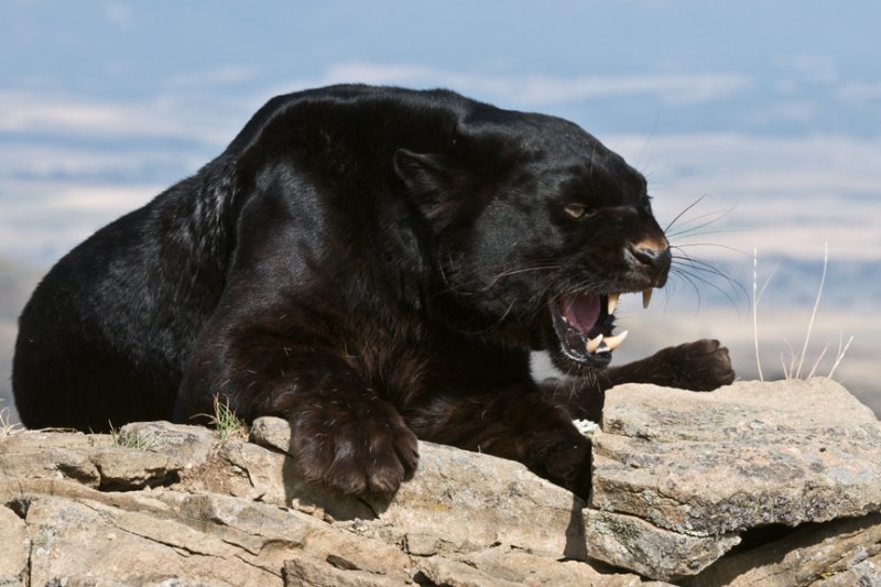 Black Panther-Montana