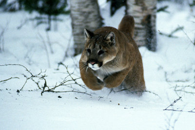 Cougars