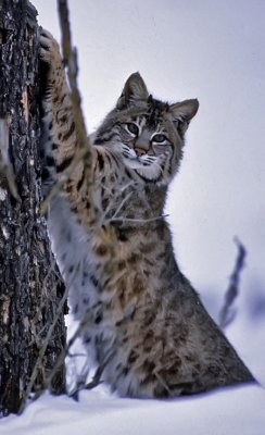 Bobcat-Montana