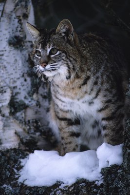 Bobcat-Montana