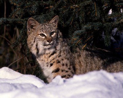 Bobcat-Montana