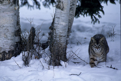 Bobcat-Montana