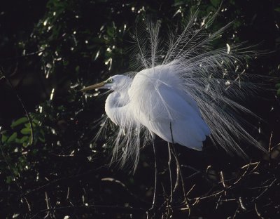 Great Egret-Florida