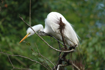 Great Egret-Florida