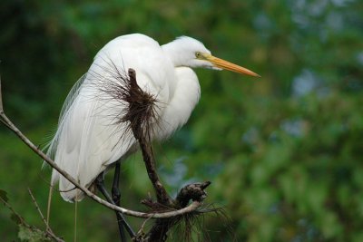 Great Egret-Florida