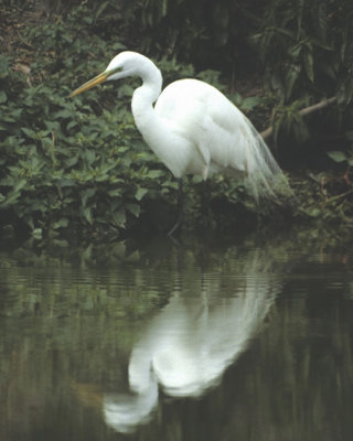 Great Egret-Florida
