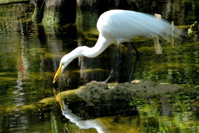 Great Egret-Florida