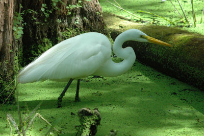 Great Egret-Florida