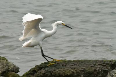 Snowy Egret-California