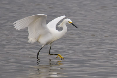 Snowy Egret-Texas