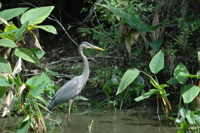 Great Blue Heron-Florida
