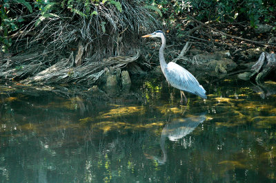 Great Blue Heron2-Florida