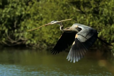 Nest-Building Blue Heron-Florida