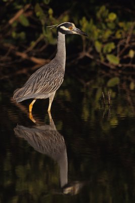 Herons