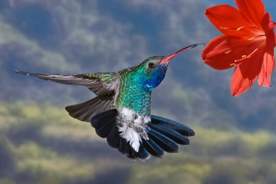 Hummingbirds