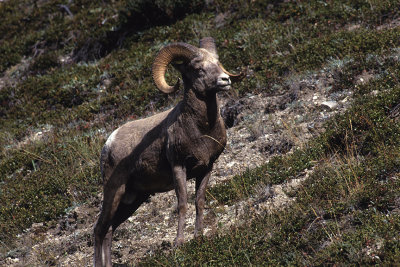 Big Horn Sheep-British Columbia