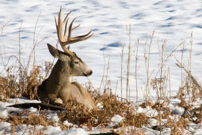 Buck-Yosemite