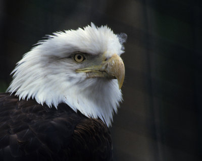 Bald Eagle-San Diego Zoo