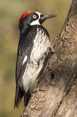 Acorn Woodpecker-Arizona