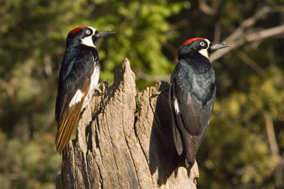 Acorn Woodpeckers-Arizona
