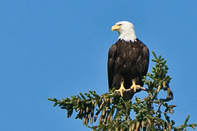 Bald Eagle-Alaska