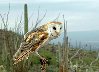 Barn Owl-Arizona