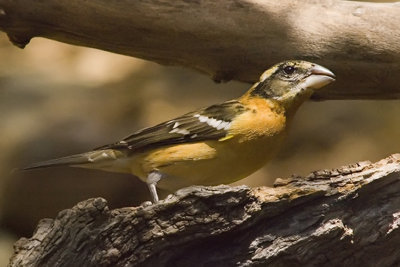 Black-Headed Grosbeak (F)-Arizona