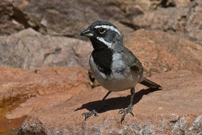 Black-Throated Sparrow-Arizona