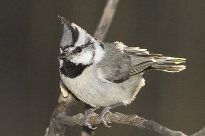 Bridal Titmouse-Arizona