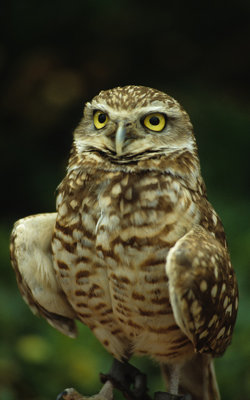 Burrowing Owl-Florida