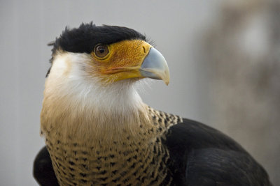 Caracara-Texas