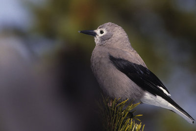Clark's Nutcracker-Yellowstone