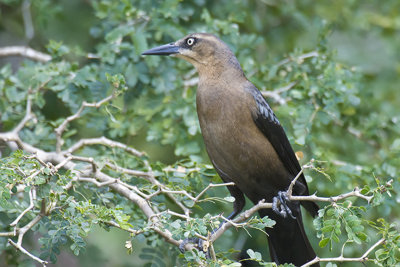 Grackle (F)-Texas