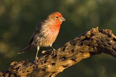 House Finch-Arizona