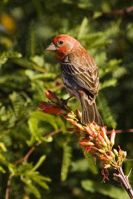 House Finch-Florida