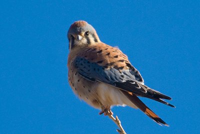 Kestrel-New Mexico