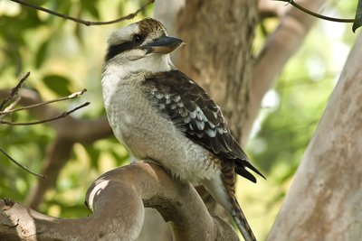 Kookaburra-Australia