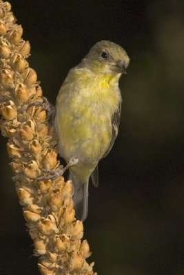 Lesser Goldfinch-Arizona