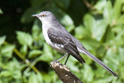 Mocking Bird-Texas