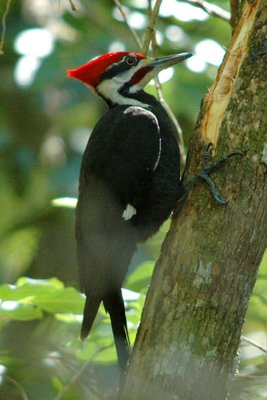 Piliated Woodpecker-Florida